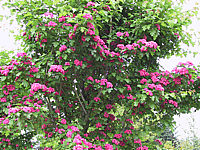 Crataegus%20laevigata%20Paul's%20Scarlet%20-%201.JPG