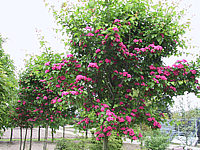 Crataegus%20laevigata%20Paul's%20Scarlet%20-%202.JPG