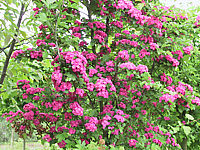 Crataegus%20laevigata%20Paul's%20Scarlet%20-%20Blueten.jpg