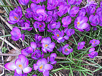 Crocus%20blau.JPG