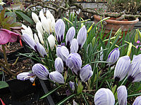 Crocus%20grossbluemig%20Macro.JPG