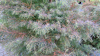 Cryptomeria%20japonica%20Elegans%2001.JPG