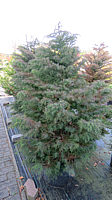 Cryptomeria%20japonica%20Elegans%2002.JPG