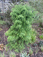 Cryptomeria%20japonica%20Elegans%20Viridis%20-%20Sol.JPG