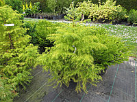 Cryptomeria%20japonica%20Elegans%20Viridis%2002.JPG