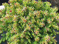 Cryptomeria%20japonica%20Vilmoriniana.JPG