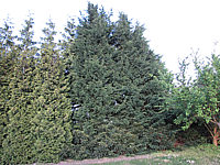 Cupressocyparis%20leylandii%20-%20Sol%207-8m.JPG