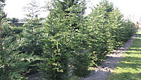Cupressocyparis%20leylandii%202,5m.JPG
