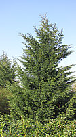 Cupressocyparis%20leylandii%206m.JPG