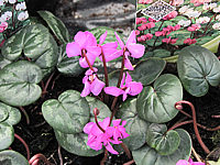 Cyclamen%20coum%20(rosa).JPG