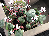 Cyclamen%20coum%20(weiss).JPG