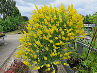Cytisus%20nigricans%20Cyni%20001.JPG