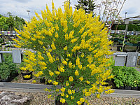Cytisus%20nigricans%20Cyni%20003.JPG