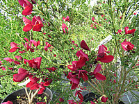 Cytisus%20scoparius%20Boskoop%20Ruby%2003.JPG