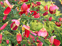 Cytisus%20scoparius%20Firefly.JPG