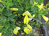 Cytisus%20scoparius%20Luna%20-%20Bluete%20nah.JPG