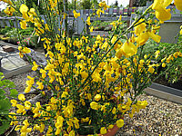 Cytisus%20scoparius%20Luna%2001.JPG