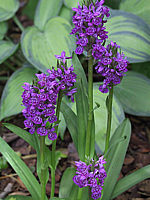Dactylorhiza%20maculata%2001.JPG