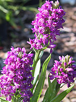 Dactylorhiza%20maculata%2002%20-%20Knabenkraut%20Blueten.jpg