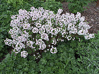 Daphne%20burkwoodii%20Somerset%20-Busch,%20Bluehend.jpg