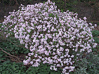 Daphne%20burkwoodii%20Somerset.JPG