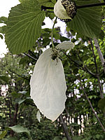 Davidia%20involucrata%2001.jpeg