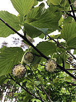 Davidia%20involucrata%2002.jpeg