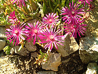 Delosperma%20cooperi%20-%20Mittagsblume%20rosarot.jpg