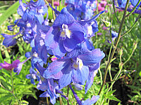 Delphinium%20belladonna%20Piccolo.JPG