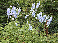 Delphinium%20cultorum%20Berghimmel%20-%20hellblau.jpg