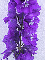 Delphinium%20cultorum%20in%20Farben%20-%20dunkelviolett,%20weisse%20Biene.jpg
