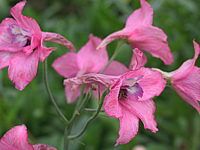 Delphinium%20ruysii%20Pink%20Sensation.JPG