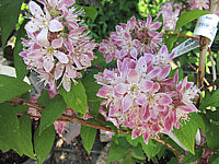 Deutzia%20Strawberry%20Fields%20-%20Macro1.JPG