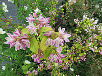 Deutzia%20Strawberry%20Fields%20-%20Macro2.JPG