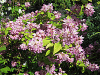 Deutzia%20Strawberry%20Fields%2001.JPG