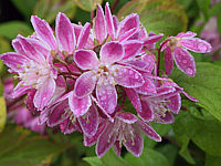 Deutzia%20Tourbillon%20Rouge%20-%20Bluetenmacro1.JPG