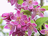 Klicken Sie auf die Vorschau, um das Vollbild zu sehen Deutzia%20Tourbillon%20Rouge%20-%20Bluetenmacro2.jpg