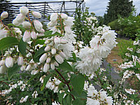 Deutzia%20crenata%20Pride%20Of%20Rochester%20001.JPG