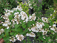 Deutzia%20crenata%20Pride%20Of%20Rochester%20002.JPG