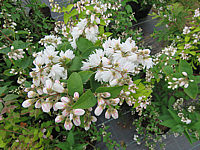Deutzia%20crenata%20Pride%20Of%20Rochester%20003.JPG