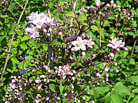 Deutzia%20elegantissima%20Rosalind%2003a.JPG