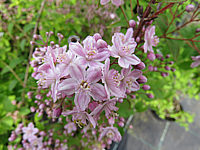 Deutzia%20elegantissima%20Rosalind%2005.JPG