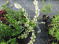 Deutzia%20gracilis%20-%2001.JPG