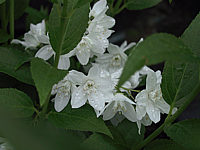 Deutzia%20gracilis%20-%20Blueten.JPG