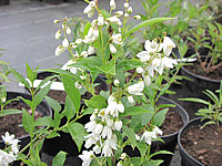 Deutzia%20gracilis%20-%20Jungpflanze%20blueht.JPG