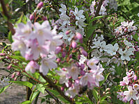 Deutzia%20kalmiiflora%20-%20knospige%20Blueten%205-03.jpg