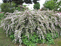 Deutzia%20kalmiiflora%2001.JPG