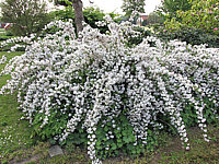 Deutzia%20kalmiiflora%2002.JPG
