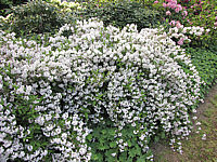 Deutzia%20kalmiiflora%2003.JPG