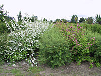 Deutzia%20magnifica%20+%20Tourbillon%20Rouge.jpg
